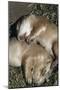 Sleeping Prairie Dog Pups-W. Perry Conway-Mounted Premium Photographic Print