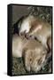 Sleeping Prairie Dog Pups-W. Perry Conway-Framed Stretched Canvas