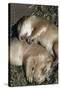 Sleeping Prairie Dog Pups-W. Perry Conway-Stretched Canvas