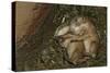 Sleeping Prairie Dog Pups-W. Perry Conway-Stretched Canvas