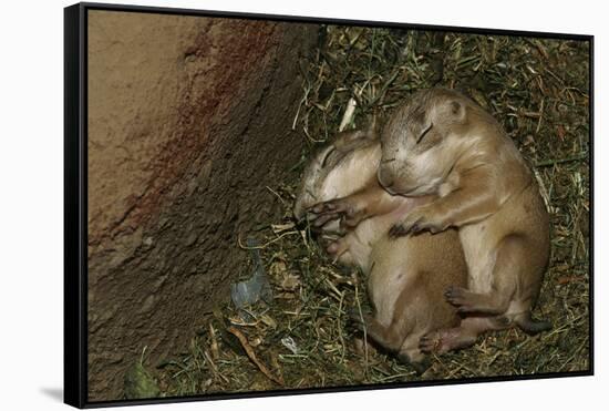 Sleeping Prairie Dog Pups-W. Perry Conway-Framed Stretched Canvas