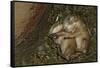 Sleeping Prairie Dog Pups-W. Perry Conway-Framed Stretched Canvas