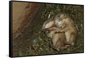 Sleeping Prairie Dog Pups-W. Perry Conway-Framed Stretched Canvas