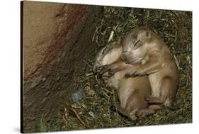 Sleeping Prairie Dog Pups-W. Perry Conway-Stretched Canvas