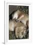 Sleeping Prairie Dog Pups-W. Perry Conway-Framed Photographic Print