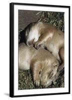 Sleeping Prairie Dog Pups-W. Perry Conway-Framed Photographic Print