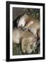 Sleeping Prairie Dog Pups-W. Perry Conway-Framed Photographic Print