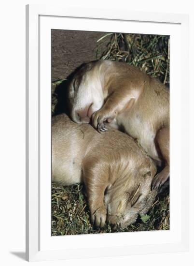 Sleeping Prairie Dog Pups-W. Perry Conway-Framed Photographic Print