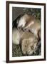 Sleeping Prairie Dog Pups-W. Perry Conway-Framed Photographic Print