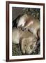 Sleeping Prairie Dog Pups-W. Perry Conway-Framed Photographic Print