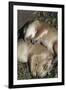 Sleeping Prairie Dog Pups-W. Perry Conway-Framed Photographic Print