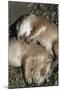 Sleeping Prairie Dog Pups-W. Perry Conway-Mounted Photographic Print