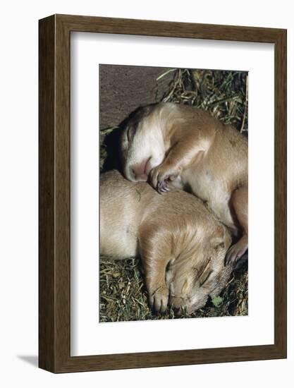 Sleeping Prairie Dog Pups-W. Perry Conway-Framed Photographic Print