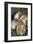 Sleeping Prairie Dog Pups-W. Perry Conway-Framed Photographic Print