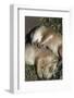 Sleeping Prairie Dog Pups-W. Perry Conway-Framed Photographic Print