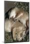 Sleeping Prairie Dog Pups-W. Perry Conway-Mounted Photographic Print