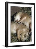 Sleeping Prairie Dog Pups-W. Perry Conway-Framed Photographic Print