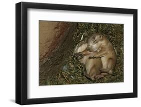 Sleeping Prairie Dog Pups-W. Perry Conway-Framed Photographic Print