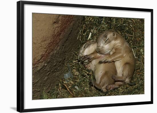 Sleeping Prairie Dog Pups-W. Perry Conway-Framed Photographic Print