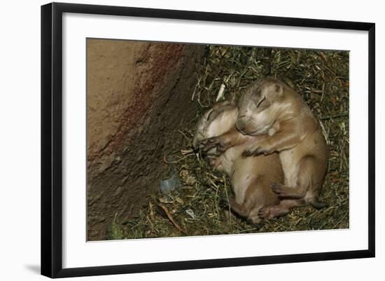 Sleeping Prairie Dog Pups-W. Perry Conway-Framed Photographic Print