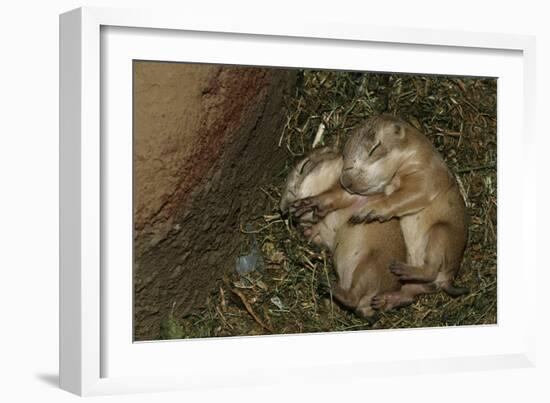 Sleeping Prairie Dog Pups-W. Perry Conway-Framed Photographic Print