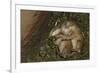 Sleeping Prairie Dog Pups-W. Perry Conway-Framed Photographic Print