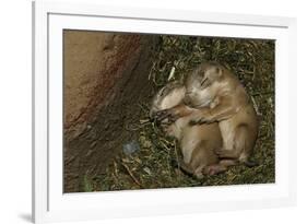 Sleeping Prairie Dog Pups-W. Perry Conway-Framed Photographic Print