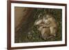 Sleeping Prairie Dog Pups-W. Perry Conway-Framed Photographic Print