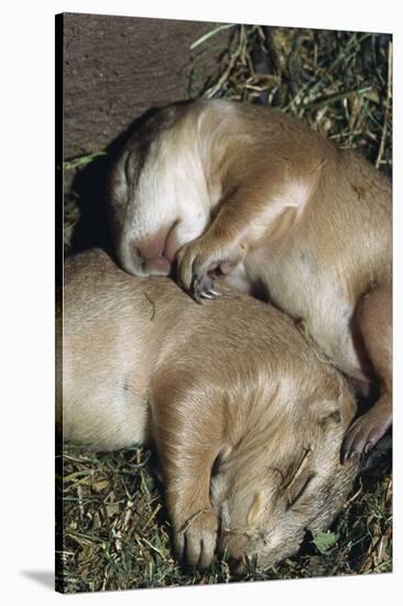 Sleeping Prairie Dog Pups-W. Perry Conway-Stretched Canvas