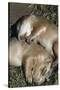 Sleeping Prairie Dog Pups-W. Perry Conway-Stretched Canvas