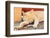 Sleeping Red Cat-Kosobu-Framed Photographic Print