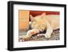 Sleeping Red Cat-Kosobu-Framed Photographic Print