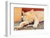 Sleeping Red Cat-Kosobu-Framed Photographic Print