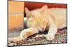 Sleeping Red Cat-Kosobu-Mounted Photographic Print