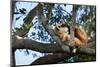 Sleeping Red Panda-rghenry-Mounted Photographic Print