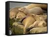 Sleeping Sea Lions, La Jolla, California, Usa-Rob Sheppard-Framed Stretched Canvas