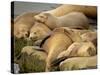 Sleeping Sea Lions, La Jolla, California, Usa-Rob Sheppard-Stretched Canvas
