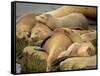 Sleeping Sea Lions, La Jolla, California, Usa-Rob Sheppard-Framed Stretched Canvas