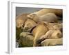 Sleeping Sea Lions, La Jolla, California, Usa-Rob Sheppard-Framed Photographic Print