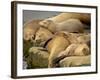 Sleeping Sea Lions, La Jolla, California, Usa-Rob Sheppard-Framed Photographic Print