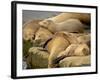 Sleeping Sea Lions, La Jolla, California, Usa-Rob Sheppard-Framed Photographic Print