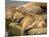 Sleeping Sea Lions, La Jolla, California, Usa-Rob Sheppard-Mounted Photographic Print