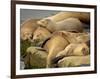 Sleeping Sea Lions, La Jolla, California, Usa-Rob Sheppard-Framed Photographic Print