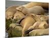 Sleeping Sea Lions, La Jolla, California, Usa-Rob Sheppard-Mounted Photographic Print