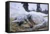 Sleeping, Snow-Covered, Iditarod Sled Dog-Paul Souders-Framed Stretched Canvas