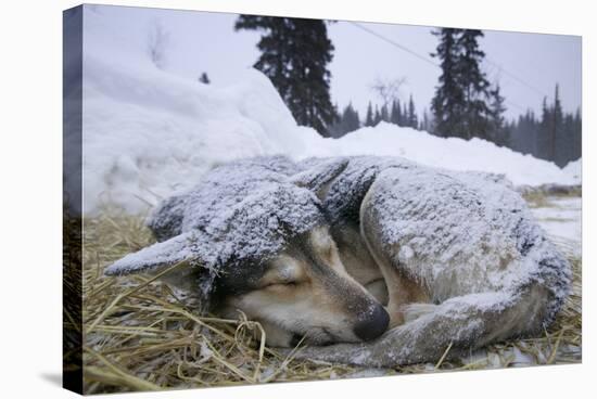 Sleeping, Snow-Covered, Iditarod Sled Dog-Paul Souders-Stretched Canvas