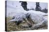 Sleeping, Snow-Covered, Iditarod Sled Dog-Paul Souders-Stretched Canvas
