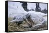 Sleeping, Snow-Covered, Iditarod Sled Dog-Paul Souders-Framed Stretched Canvas