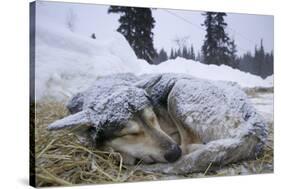 Sleeping, Snow-Covered, Iditarod Sled Dog-Paul Souders-Stretched Canvas