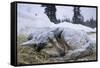 Sleeping, Snow-Covered, Iditarod Sled Dog-Paul Souders-Framed Stretched Canvas